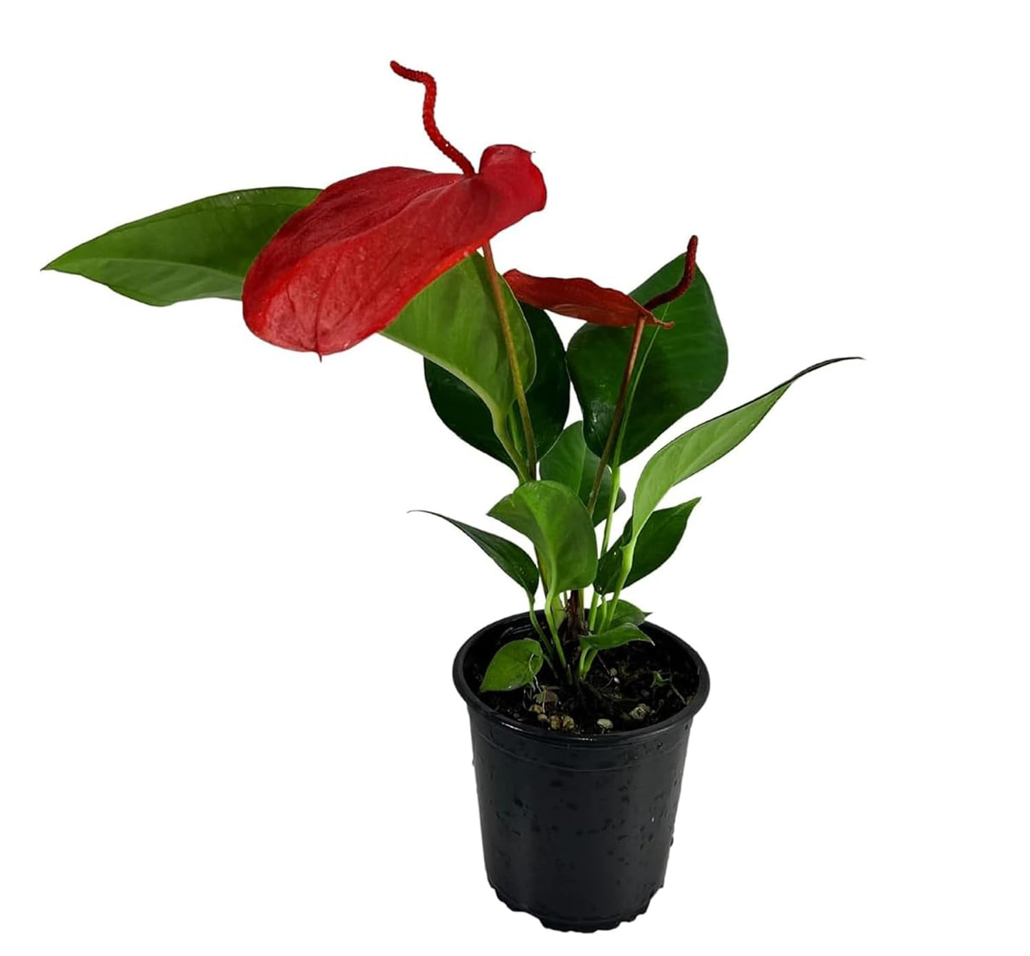 LEAL PLANTS ECUADOR Anthurium Scherzerianum Dark Pink, Exotic Heart-Shaped Live Indoor Houseplant |Perfect Anthurium Plant for Living Room Décor |Long-Lasting Flamingo Flower Tail Plant