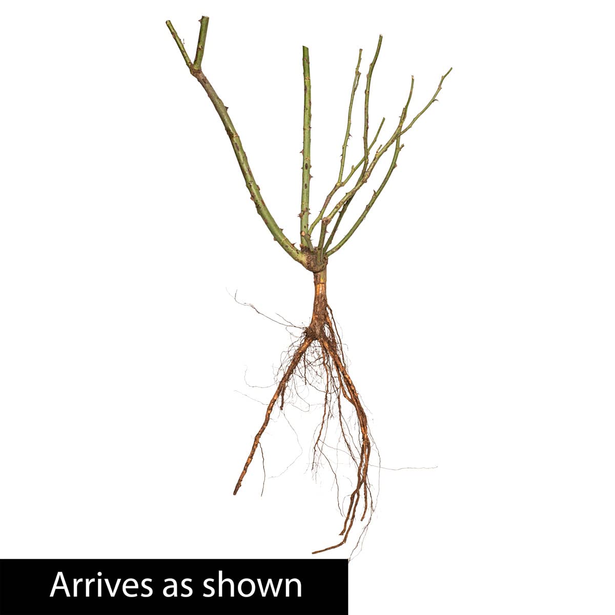 BRECK'S - Stormy Weather Dormant Bare Root Climbing Rose, Includes one Plant per Order