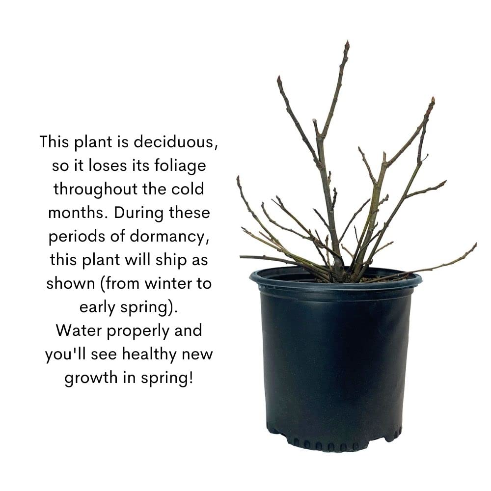 Fig 1 Gal. Brown Turkey Fig Plant