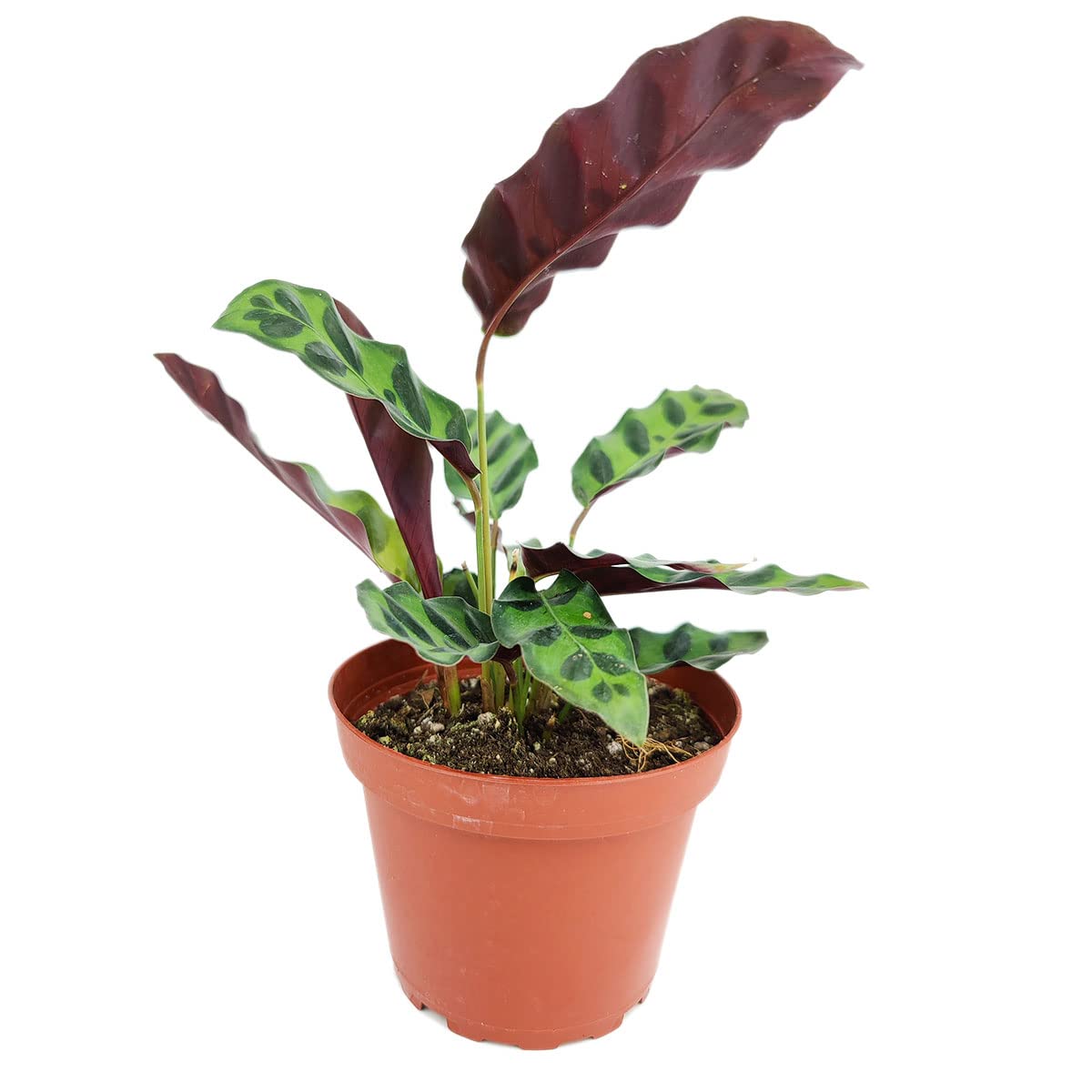 Calathea Lancifolia Rattlesnake Plant (4" Grower Pot) - Healthy Houseplant - Easy Care Indoor Houseplant