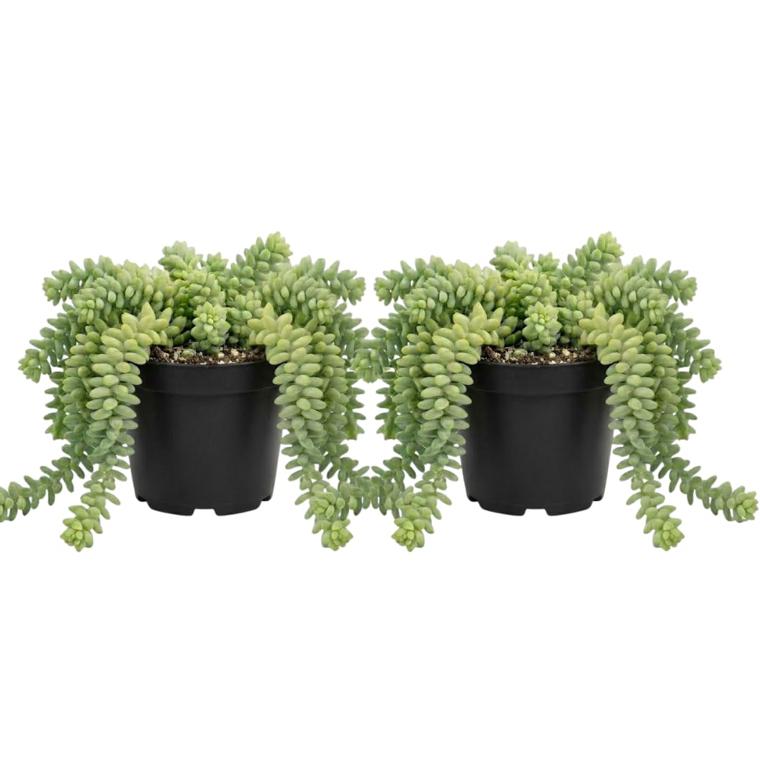 2 Succulent Plants, Donkey Tail Succulent Plants Live in 2 Inch Pot, Plant for Home Office, Wedding Hanging Decoration & DIY Projects