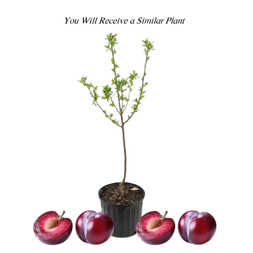 Santa Rosa Plum Tree 2-3 Feet Tall, Red Plum Tree Plant Live in 3 Gallon Pot, Tropical Plums Grafted Trees for Planting Outdoor Garden, No Ship to CA