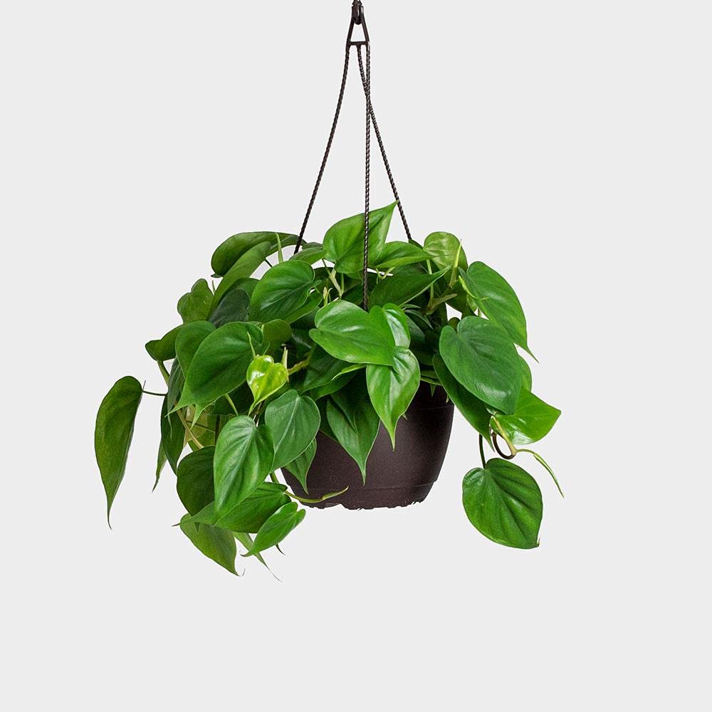 Heart Leaf Philodendron in 8" Hanging Basket