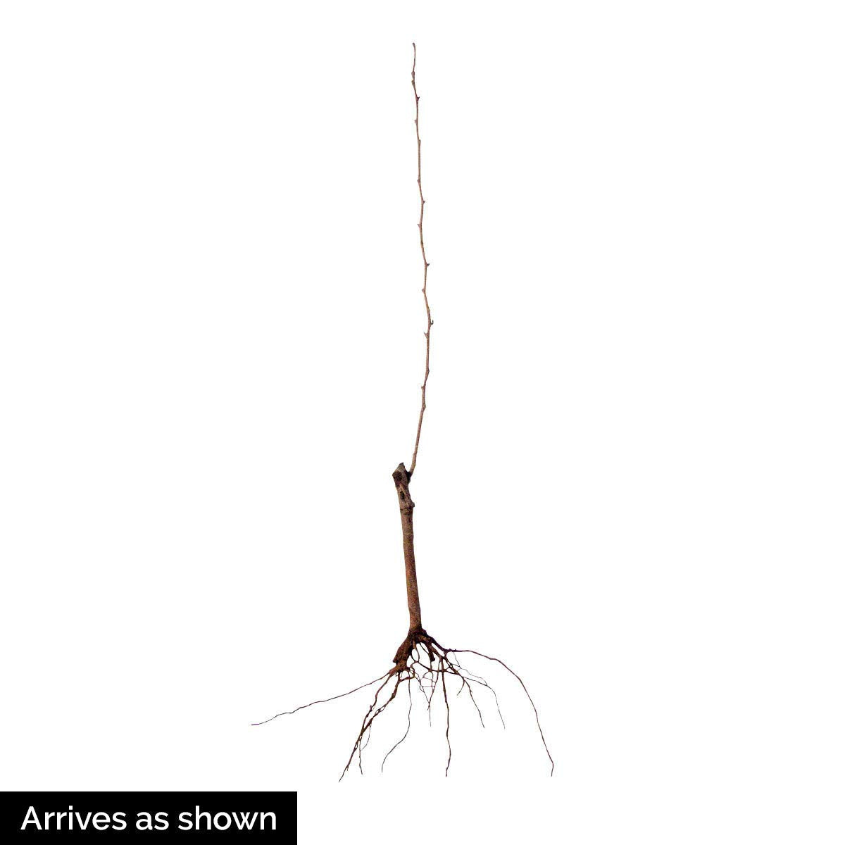 Bing Cherry Dormant Bare Root Starter Fruit Tree, Measuring 2 to 4 feet Tall - Due to State restrictions, Can't Ship to CA, CO, ID, OR, or WA