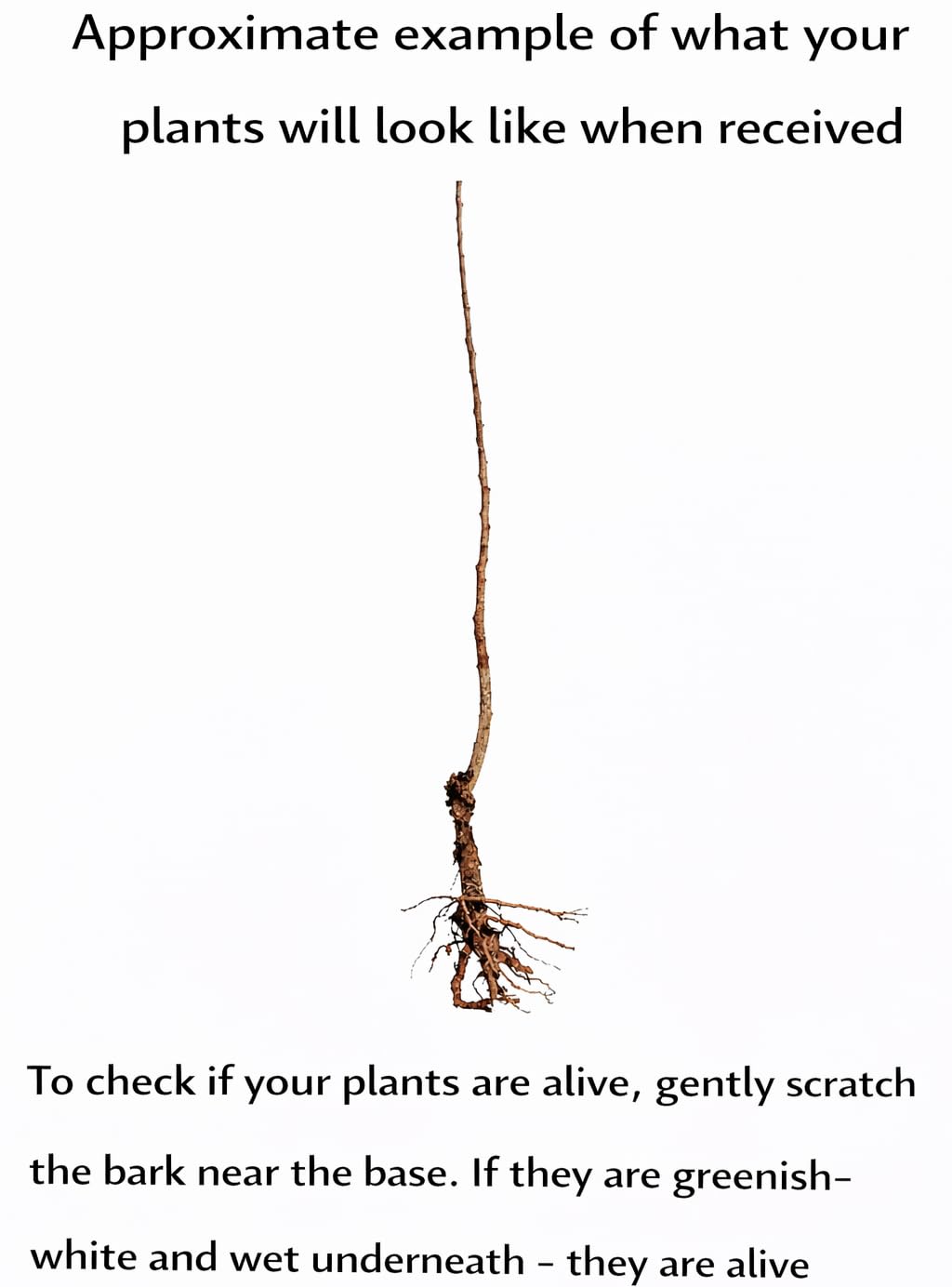 3 American Hazelnut Trees - 6-12" Tall Live Plants - Filbert Nut Shrubs/Bushes - Corylus Americana - (3 Pack)