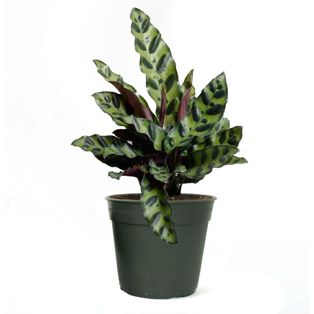 American Plant Exchange Live Calathea Rattlesnake – 4-Inch Pot – Pet-Friendly Tropical Houseplant with Wavy Green Leaves and Purple Undersides, Easy Care Plant for Low Light Homes & Offices