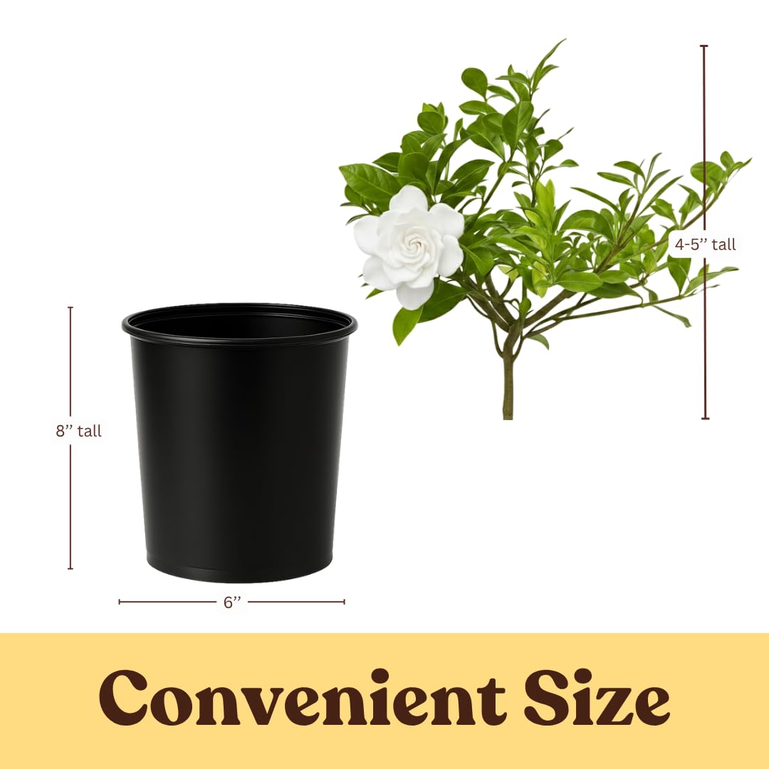 My Shelfie – Gardenia Jasminoides ‘Veitchii’, 1-Gallon Live Fragrant White Flowering Evergreen Shrub for Outdoor Garden, Patio Containers, and Landscape Planting (2)