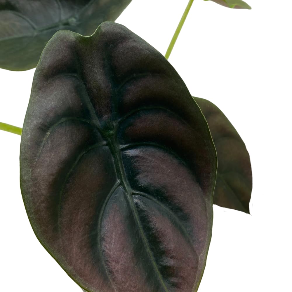 BubbleBlooms Alocasia Cuprea, Jewel Alocasia, Red Secret in a 4 inch Pot Mirror Plant, Rare
