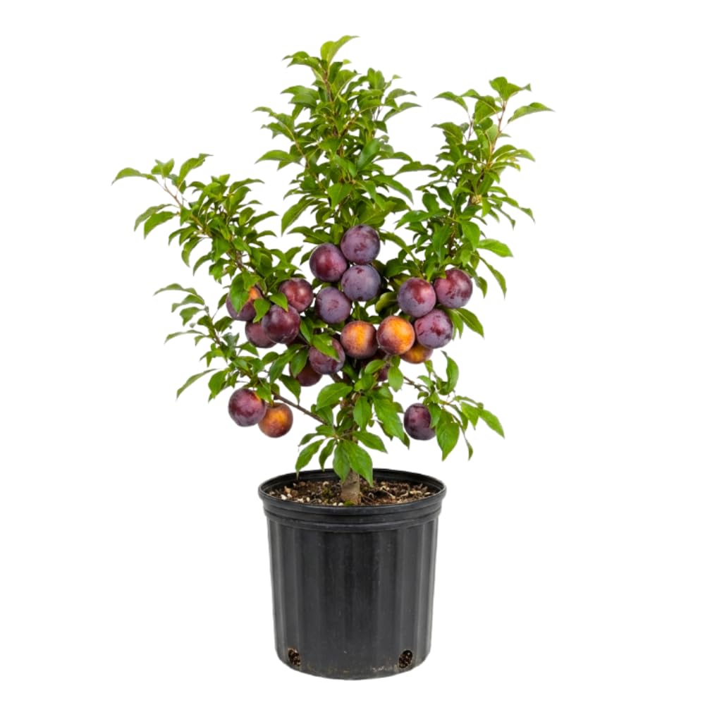 Flavor Pluot Tree, Pluot Fruit Tree Live Plant, Well Rooted in 3 Gallon Pot, 1-2 Feet Tall, Plum Tree for Outdoor Planting, No Ship to CA