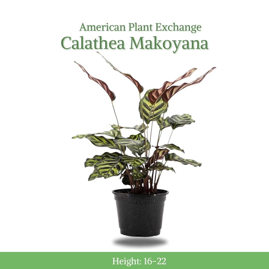 American Plant Exchange Live Calathea Makoyana – 6-Inch with Pot Cover – Pet-Friendly Tropical Houseplant with Patterned Leaves for Low Light Homes, Offices & Indoor Plant Décor