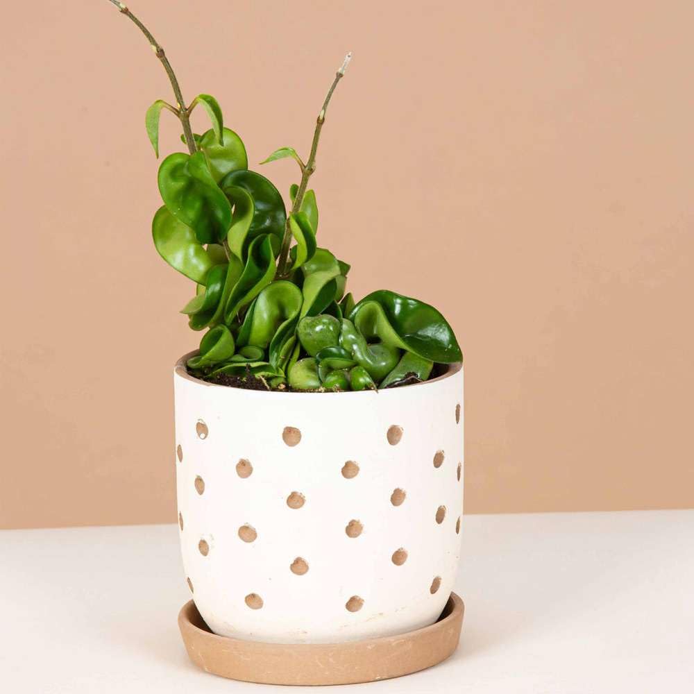 Hoya Rope Live Plant for Indoor | Different Houseplants in 4'' & 6'' Pot | Real House Plant for Living Room, Office, Desk & Bathroom | Hindu Porcelain Flower | Honey Krinkle Curl