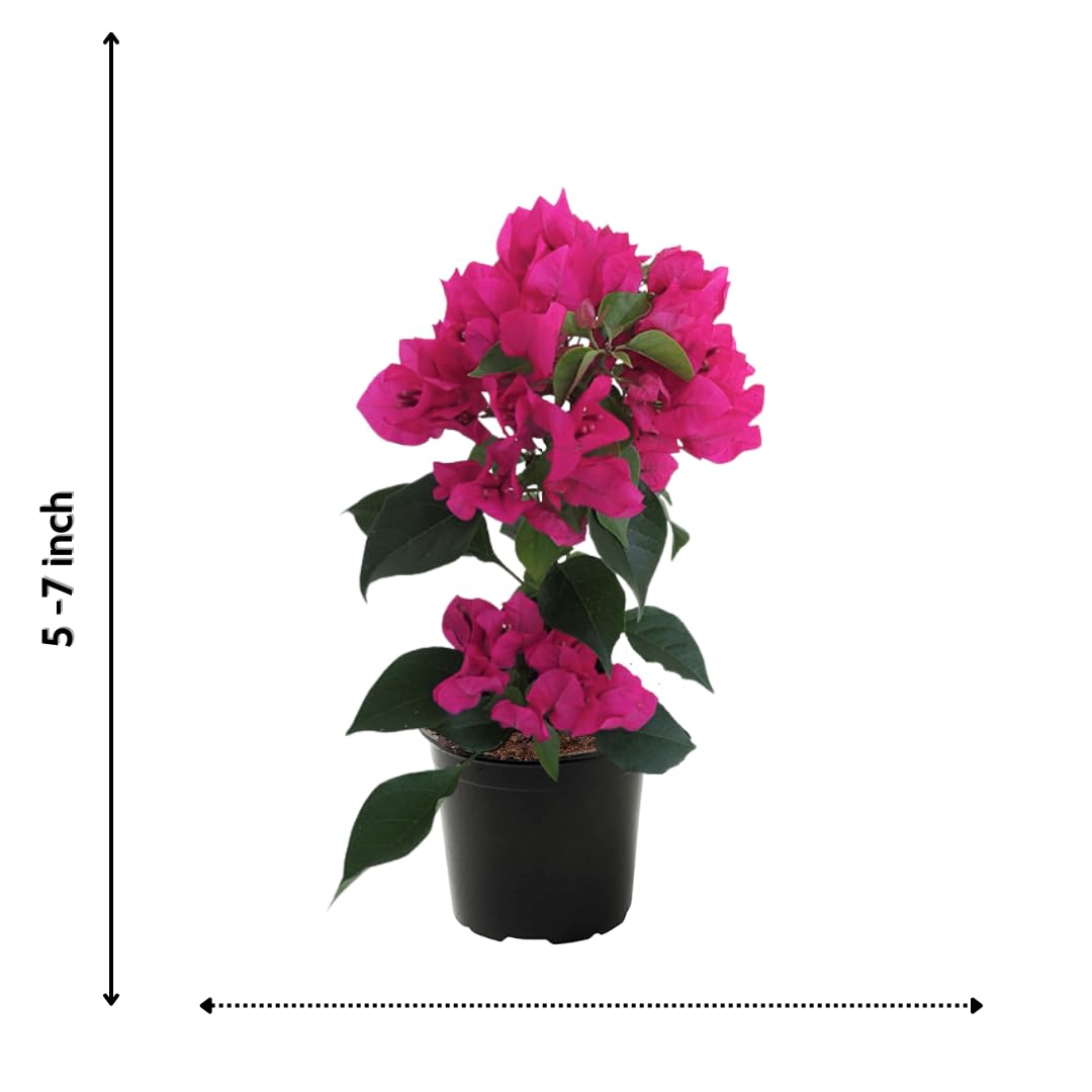 Red Purple Bougainvillea Tree Live Plant, 1 Year Old Ready to Plant Outdoor, Very Hardy