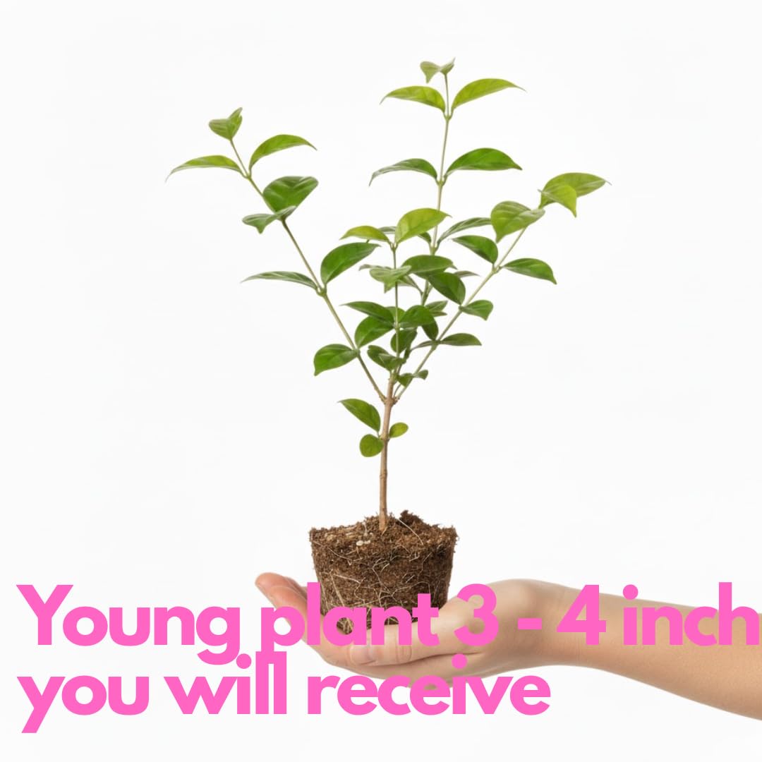 2 Count Jasmine Live Plant | 4 to 6 Inc | Grand Duke of Tuscany Jasmine | Produce Fragrant Flowers | Housewarming Friendship Gifts for Women Best Friend Presents for Mom Birthday Gift for New Home