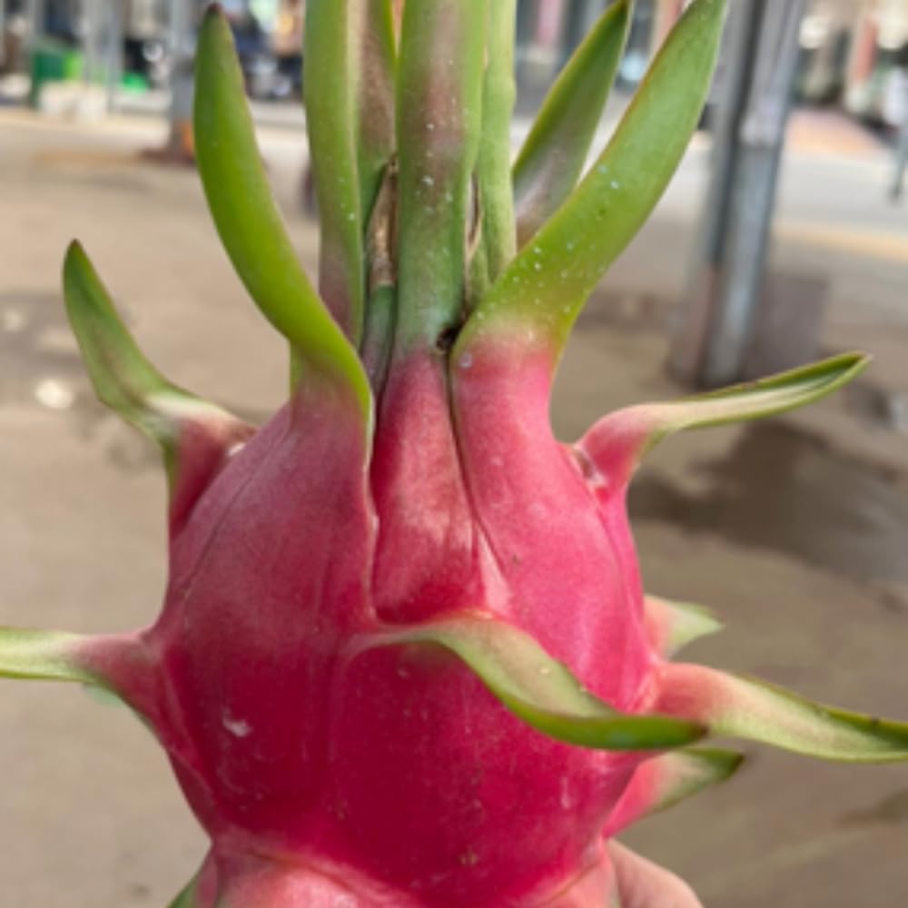 3 Dragon Fruit Cuttings, White Dragon Fruit Plants Live from 10 to 12 Inches Long, Dragon Fruit Live Plants