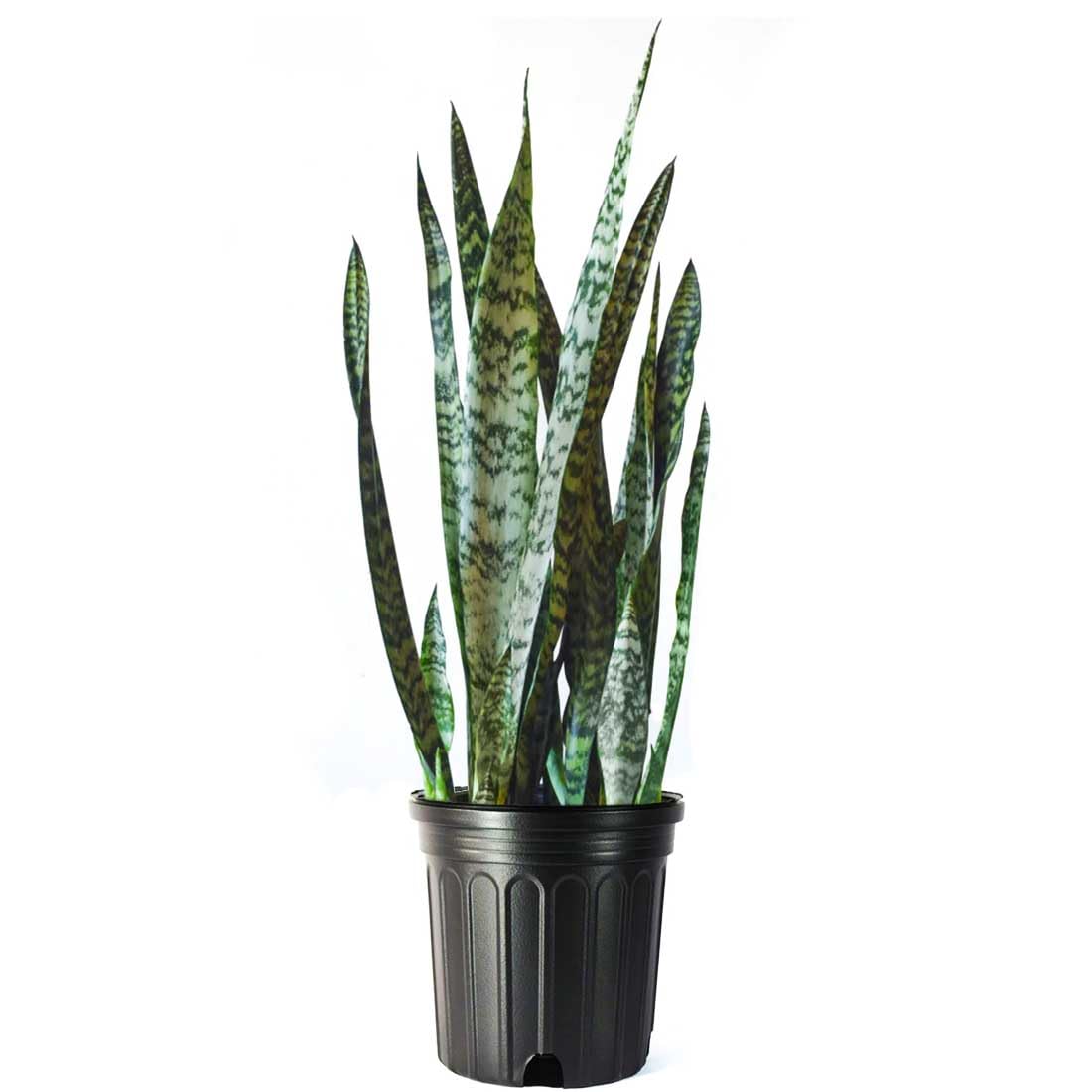 American Plant Exchange Snake Plant – Large 10-Inch Pot Green Sansevieria Zeylancia, Low-Maintenance, Air-Purifying Live Houseplant for Home, Office, or Outdoor Patio Garden Décor
