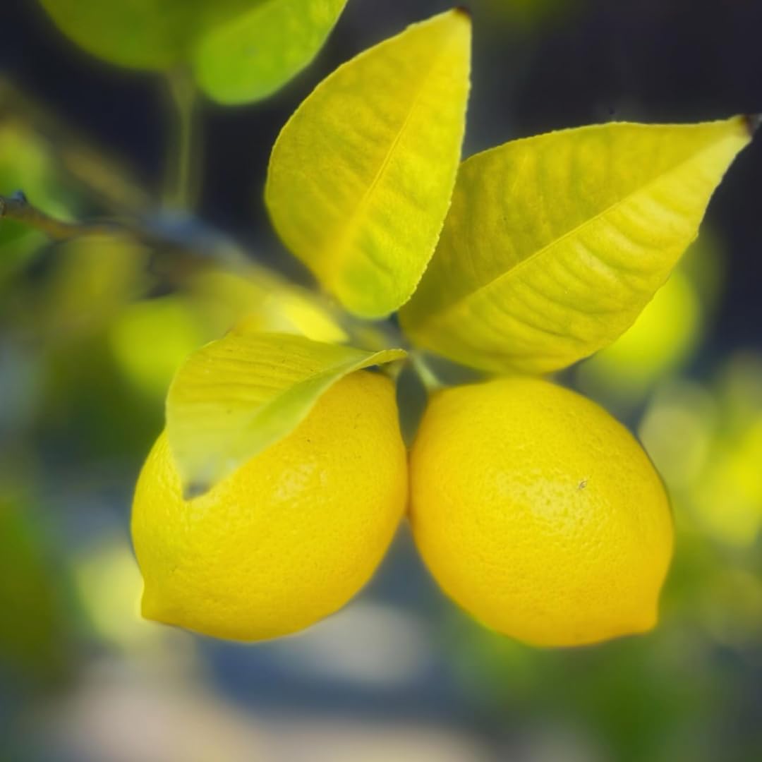 4 Months Old Meyer Lemon Tree Live Plant Seedling Potted, Starter Plant 2 to 3 Inch Tall, Tropical Fruit Outdoor Plant Zones 5-9, Yellow Lemon Lime, Very Hardy, Fragrant Citrus