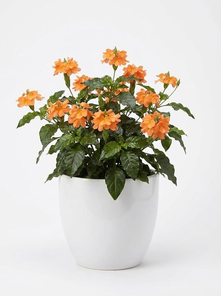 2 Crossandra 'Florida Sunset' Plants - Live Starters (4-8 Inches) - Golden-Apricot Firecracker Flower - Glossy Leaved Tropical for Indoors & Patio