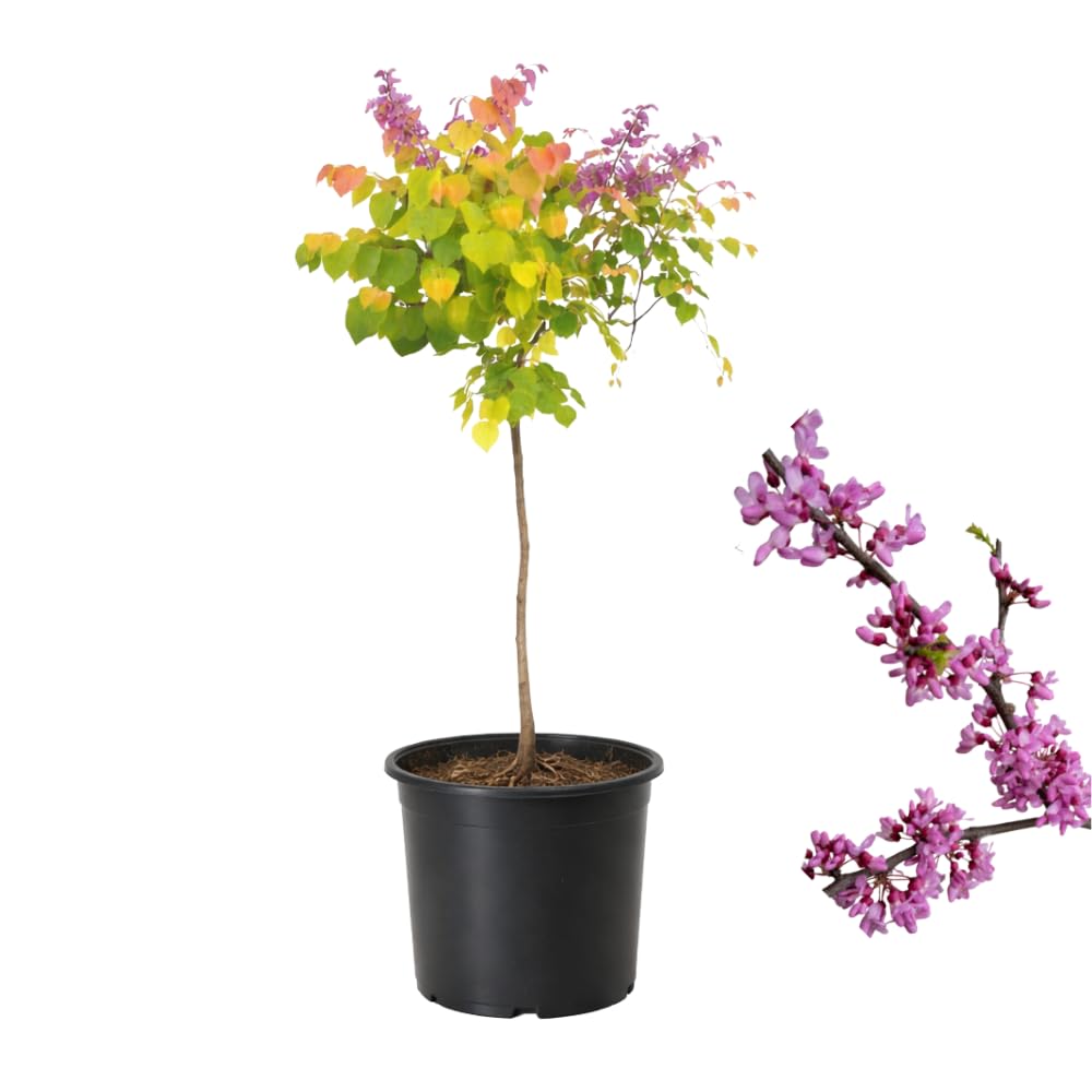 The Rising Sun Redbud Tree for Planting in Quart Pot, 12-18 Inch Tall, Eastern Redbud Tree with Seasonal Color Changes, Ornamental Tree for Home Garden Landscapes