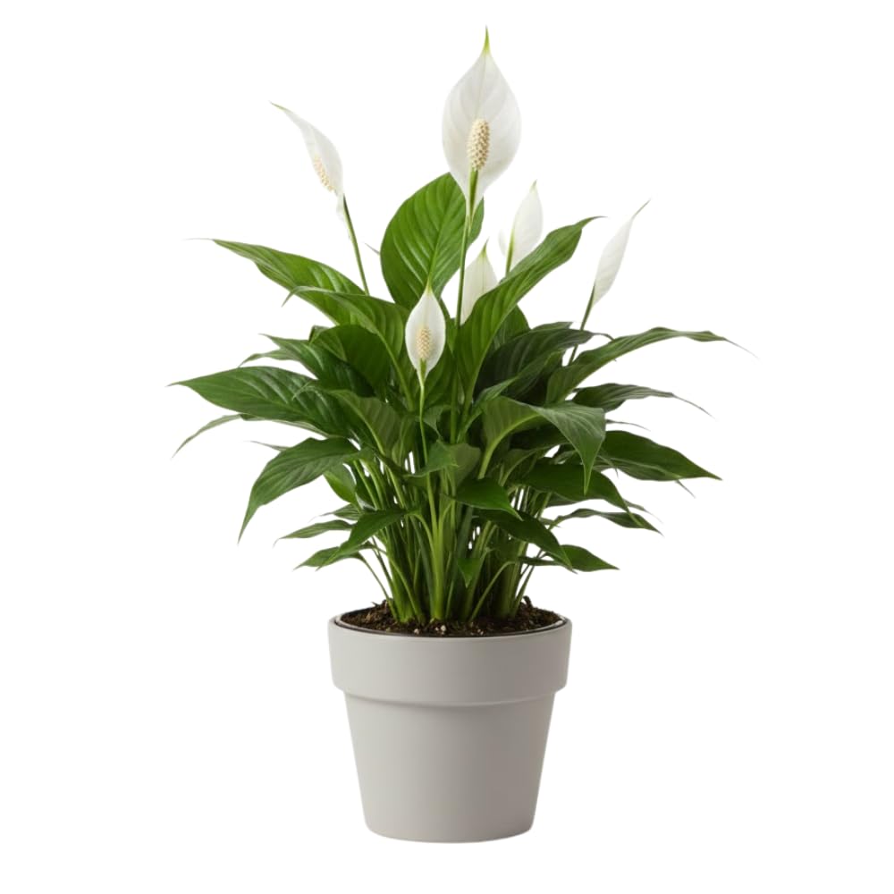 Live Peace Lily Plant, 4 Inch Pot, Easy Care Indoor Houseplant, White Blooms - Great for Home and Office