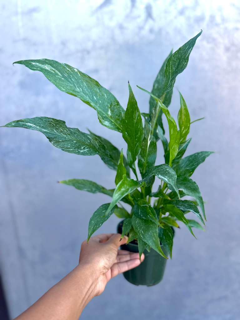 PLANTVERS Variegated Peace Lily in 4" Grow Pot – Spathiphyllum Variegata – Unique Live Indoor Flowering Plant – Easy Care, Air Purifying & Low Maintenance Tropical Houseplant