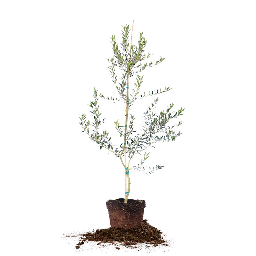 Arbequina Olive 4-5'