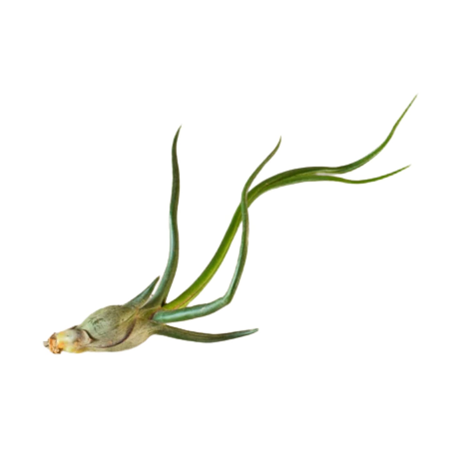 HOUSE PLANT SHOP | Tillandsia Air Plant 'Bulbosa'| Live Indoor Plant | Easy to Care | Natural Décor Plant | Great Gifts| Free Care Guide