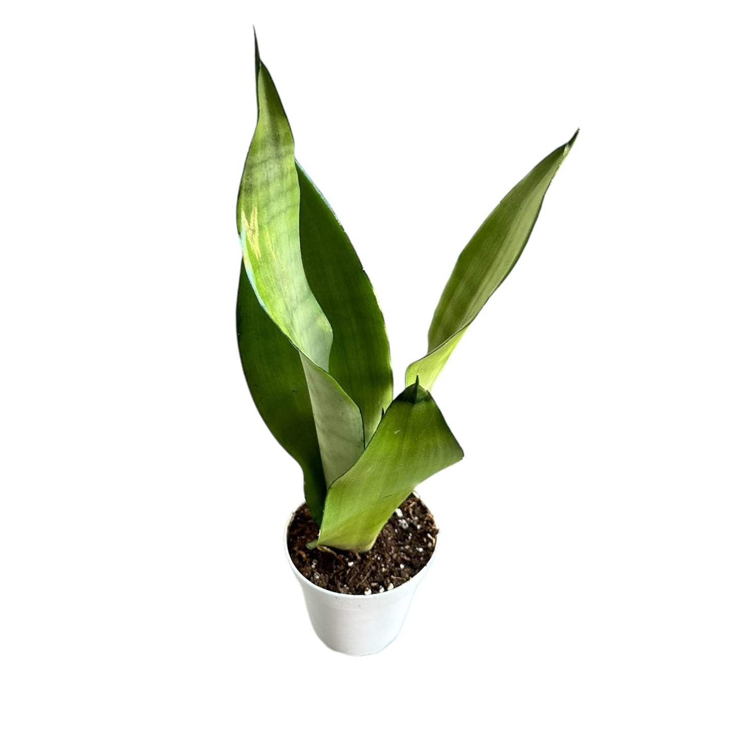 Snake Plant, Sansevieria Moonshine, Live Indoor Plant, 4 inch Pot - Hopewind Plants Shop