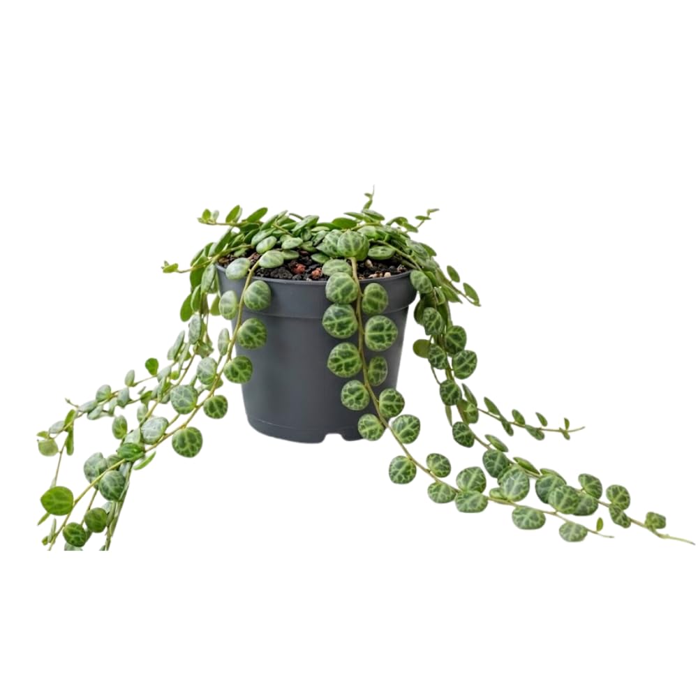 String of Turtles Live Plant 2 Inch Pot, Peperomia Trailing Houseplant, Mini Indoor Plant for Terrariums, Shelves, or Small Planters