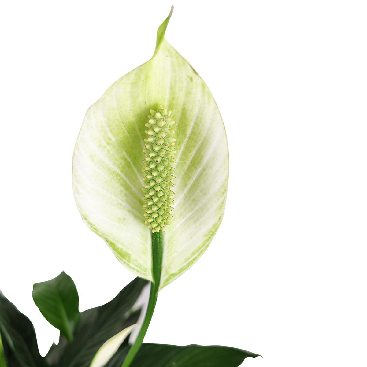 Live Indoor Flowering Houseplants, Spathiphyllum Green Peace Lily in 4" Grower Pot, Easy Care Plants