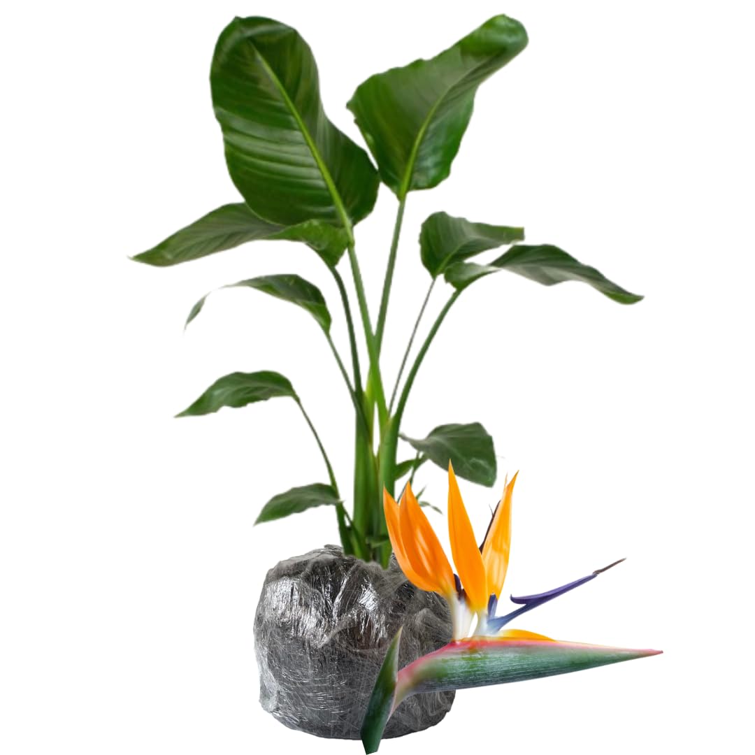 Bird of Paradise Plant Live Houseplant, 5 to 10 Inches Tall, Tropical Strelitzia Reginae Bird of Paradise Bush Live Plant (Yellow Bird of Paradise)