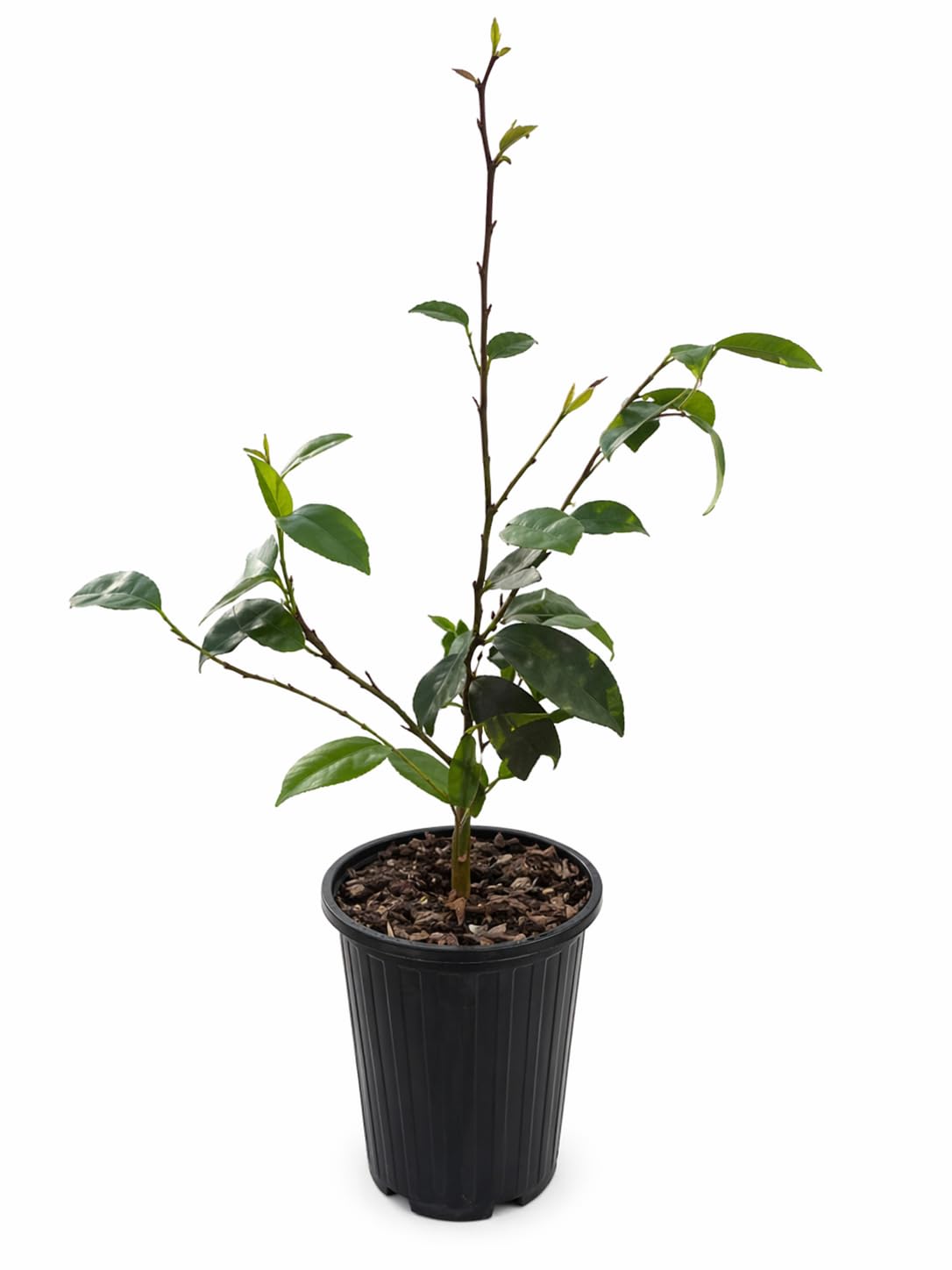 Banana Magnolia Bush (Banana Shrub) - 12-18" Tall Live Plant - Gallon Pot - Fragrant Evergreen Flowering Hedge - Magnolia figo