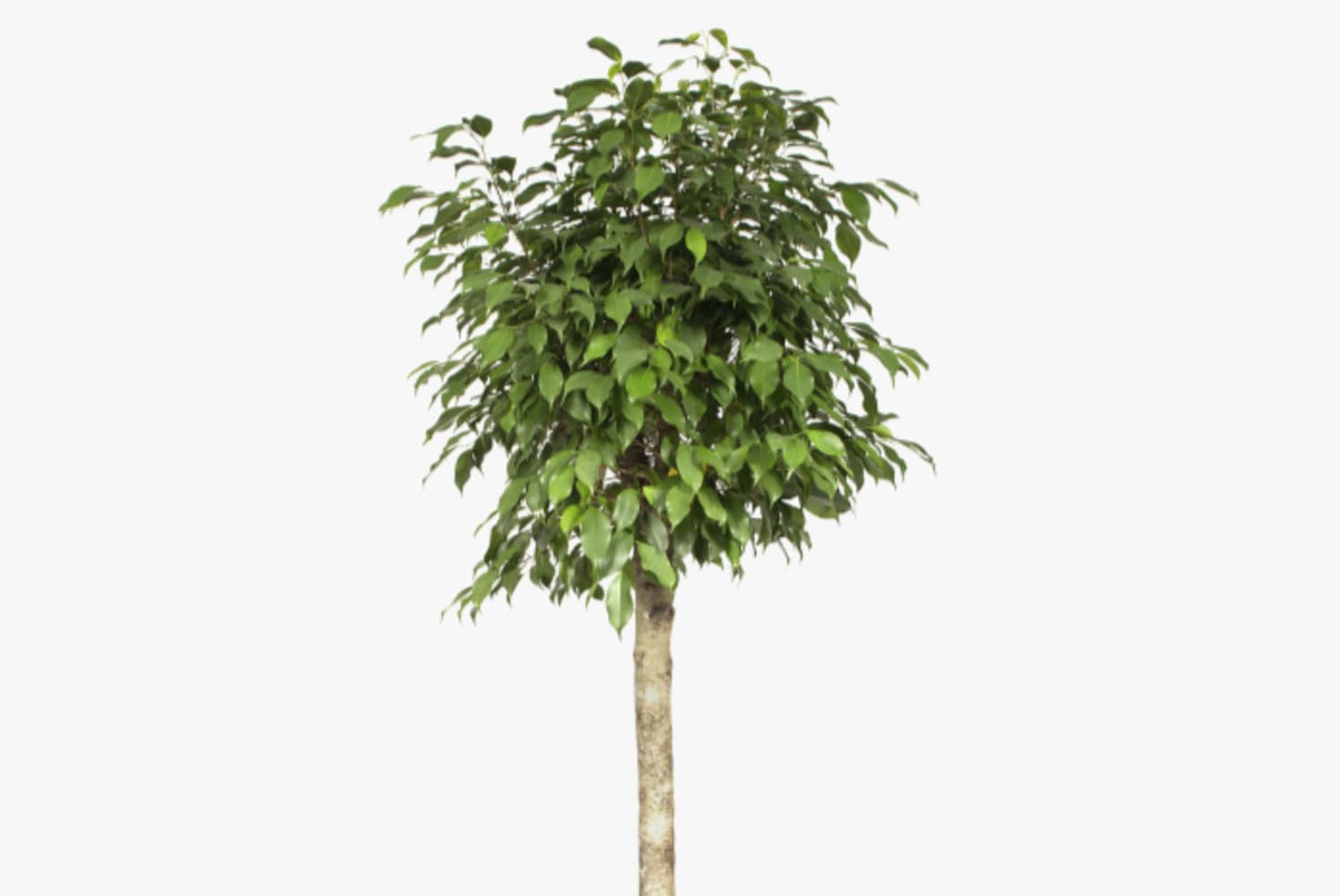 Daniella Ficus Weeping Fig Standard - Live Plant in a 10 Inch Growers Pot - Ficus Moclame - Large Ornamental Interior Tree