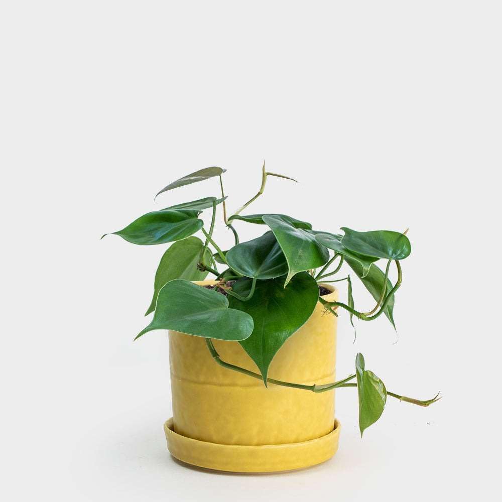 Philodendron Cordatum Heartleaf Live Plant for Indoor | Different Houseplants in 4'' & 6'' Pot | Real House Plant for Living Room, Office, Desk & Bathroom