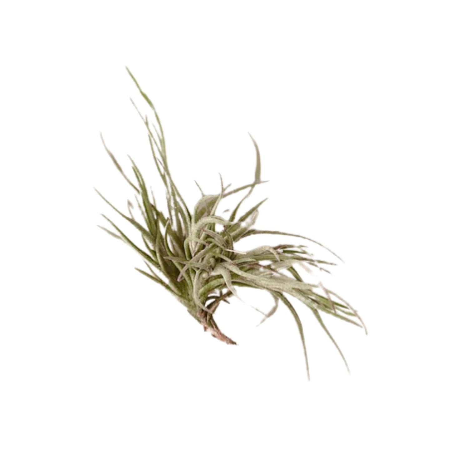 HOUSE PLANT SHOP | Tillandsia Air Plant 'Bandensis '| Live Indoor Plant | Easy to Care | Natural Décor Plant | Great Gifts| Free Care Guide