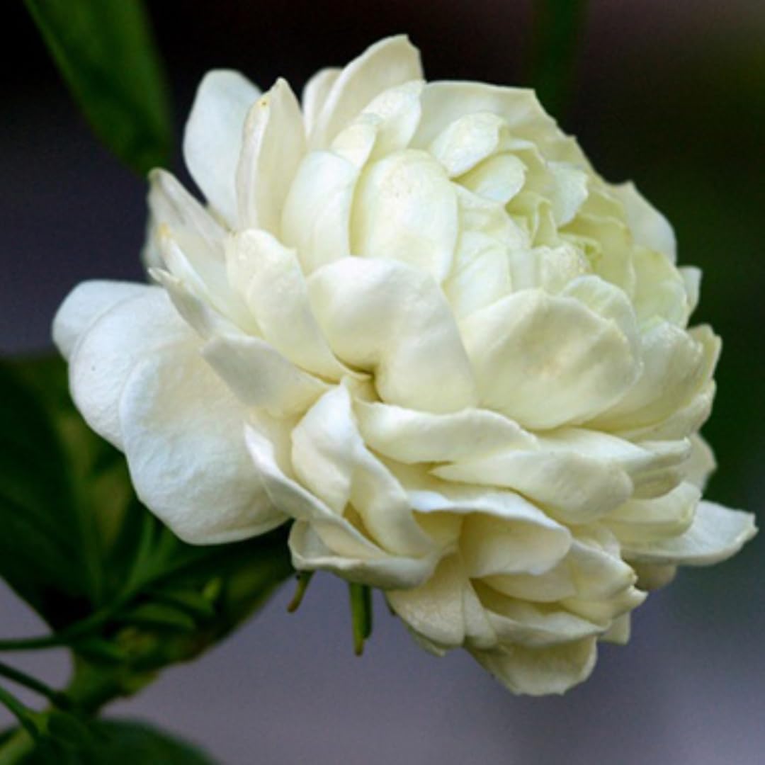 3 Count Jasmine Live Plant | Grand Duke of Tuscany Jasmine | Produce Fragrant Flowers | Live Jasmine Plant for Outdoor Garden or Home Office | 4 to 6 Inc