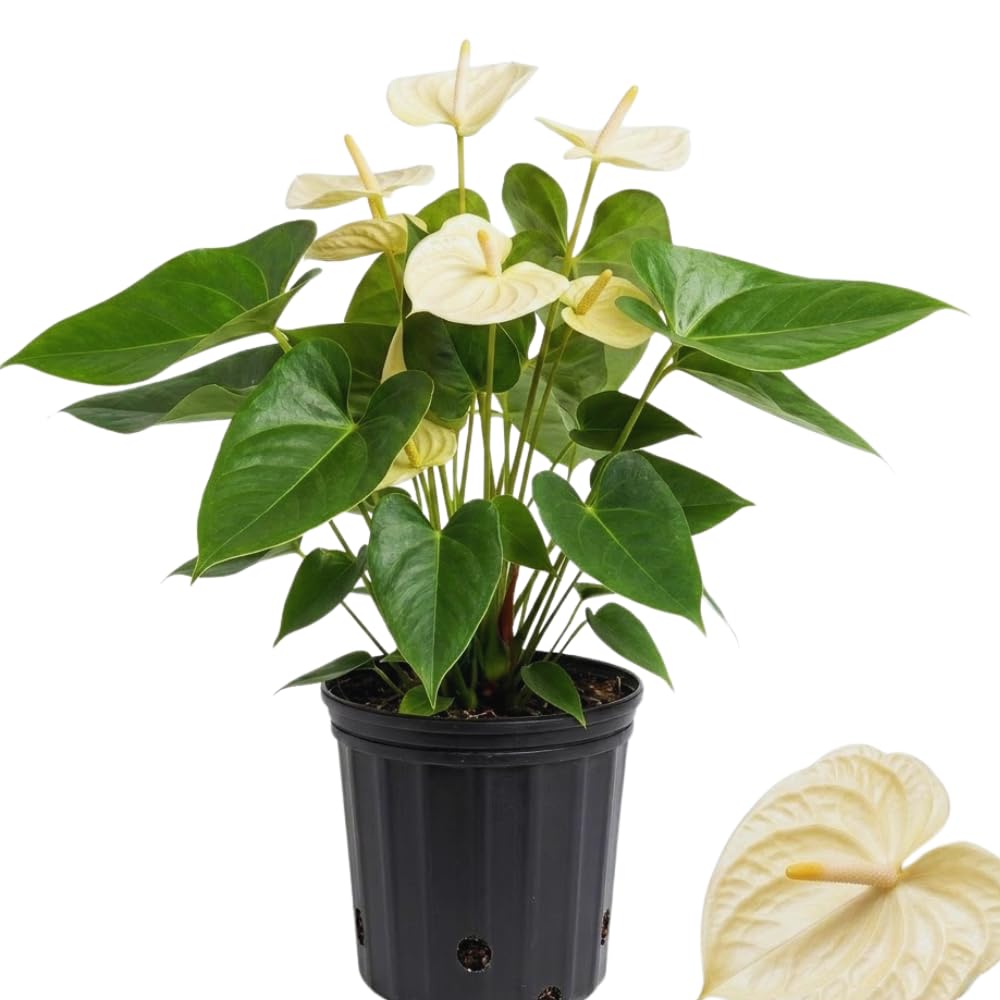 White Anthurium Plant Live, Anthurium Flower Tree, 6'' Pot, Houseplant Live Plant for Home Decoration, No Ship to CA