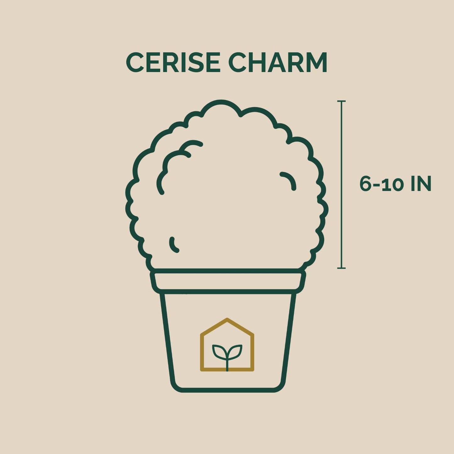 Cerise Charm™ Loropetalum