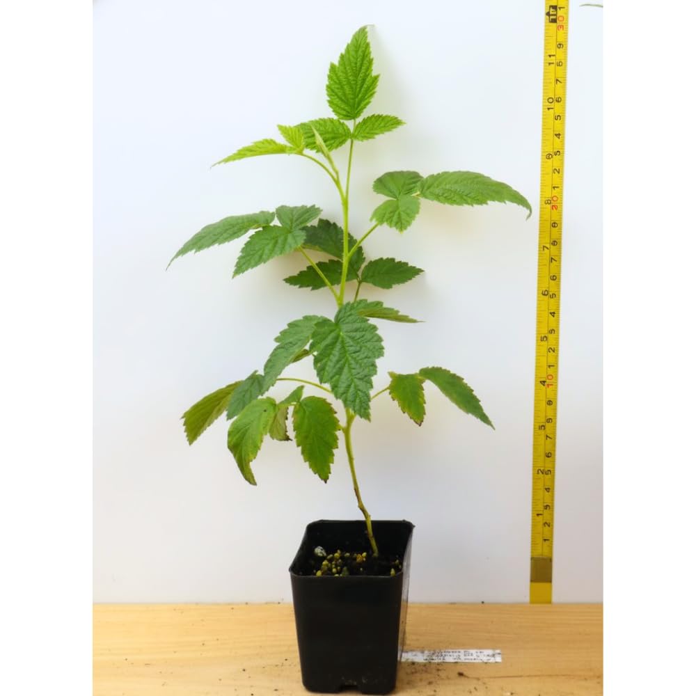 Raspberry Plant Live for Planting, Raspberry Bush Live Plant 6 to 10 Inch Tall, Sweet Raspberries Fruit (Yellow Raspberry)