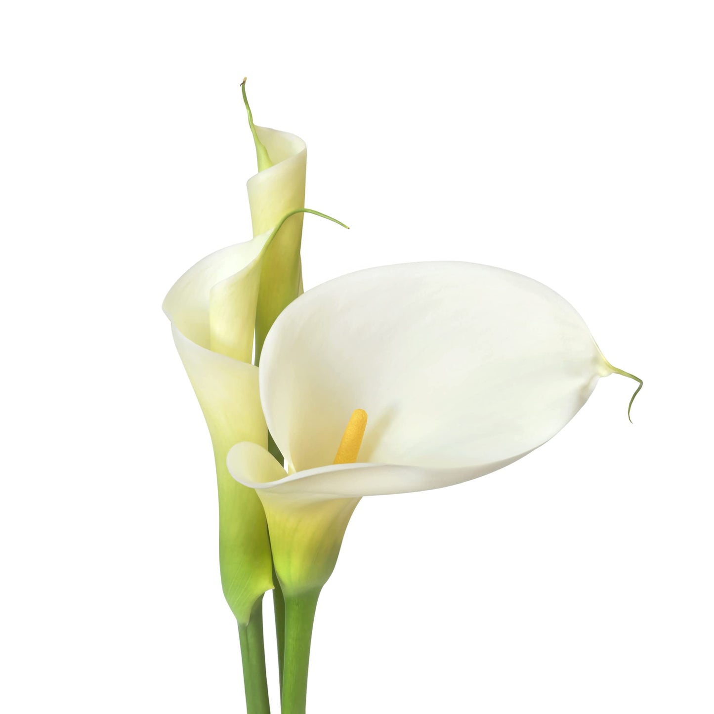 Easy to Grow Calla Lily Bridal Bliss 3 Bulbs - White Flowers Blooms in Summer Sun Tropical Spring Planted