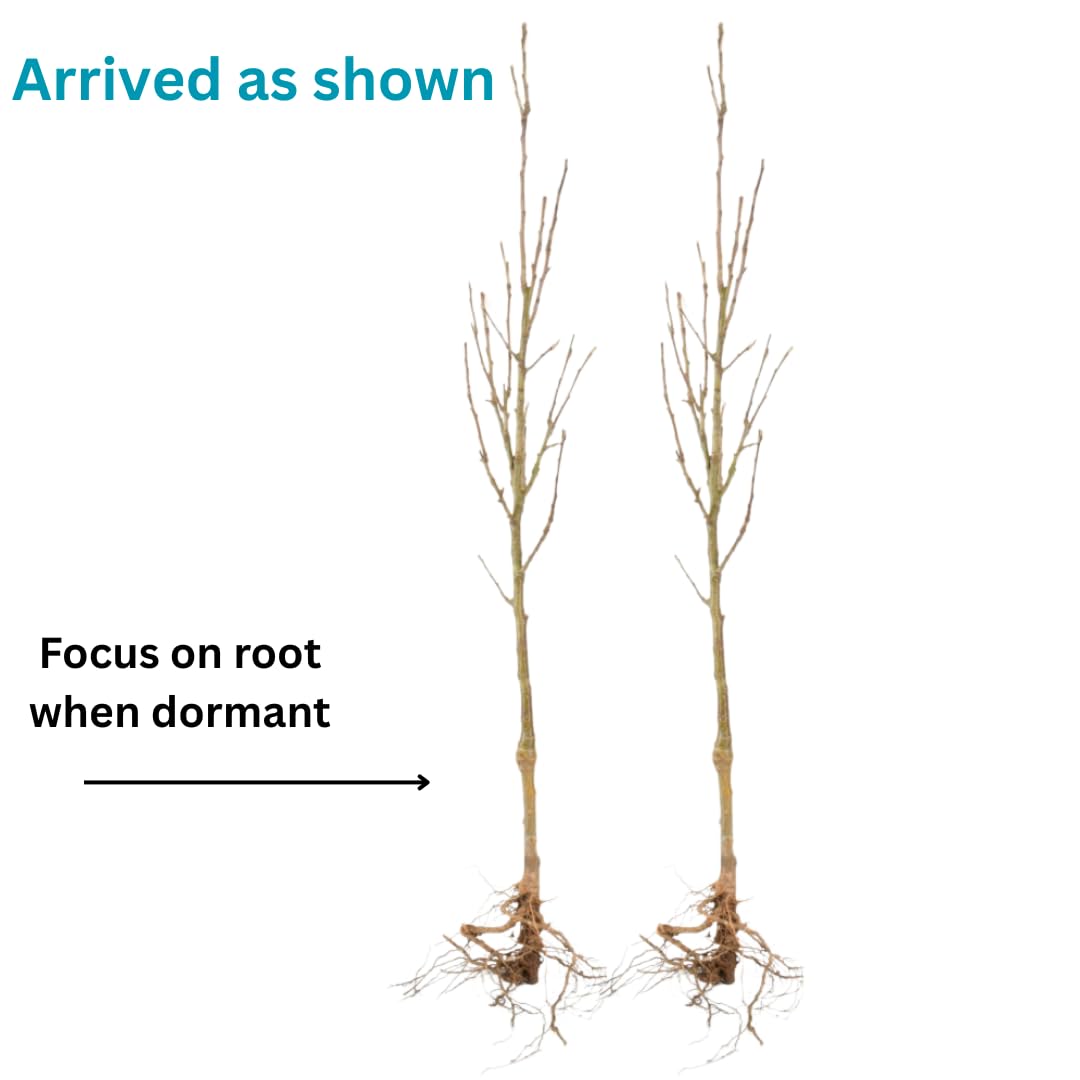 Dormant Dogwood Tree Live Plant, 9 Months Old 6-12 Inch Tall in Quart Pot, Dogwood Tree Potted, Perennial, Well Rooted Plants, Cold Hardy (White Flowering)