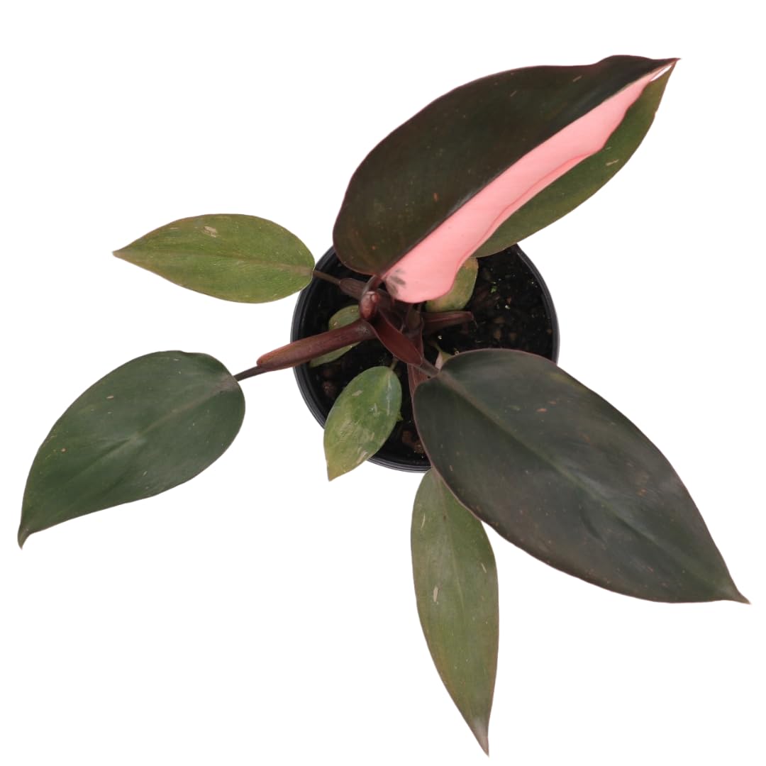 American Plant Exchange Live Philodendron Pink Princess Plant, Plant Pot for Home and Garden Decor, 4" Pot