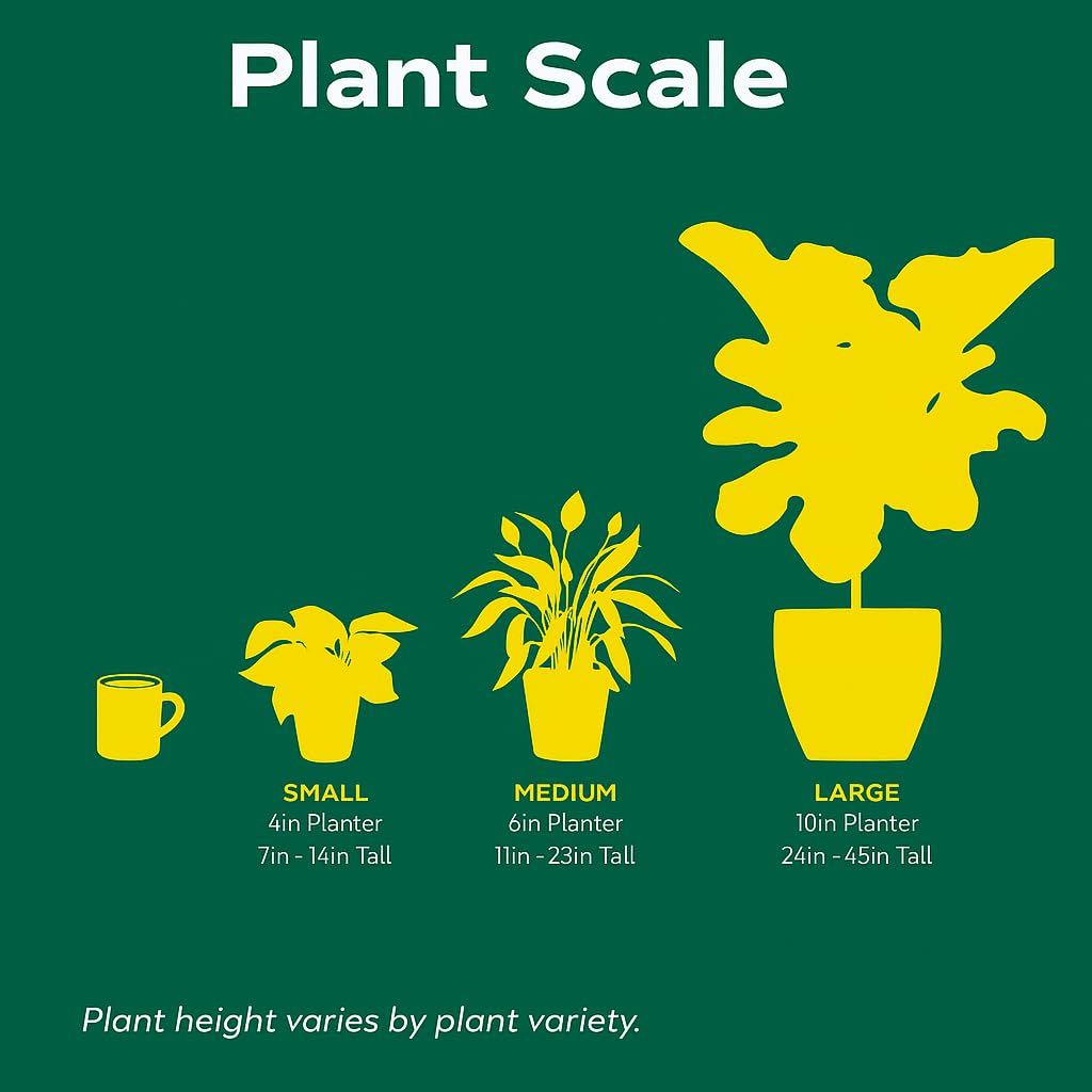 ZZ Plant | Live Plant for Indoor & Outdoor | for Living Room, Office, Bathroom | (4" Pot, White Cylinder)
