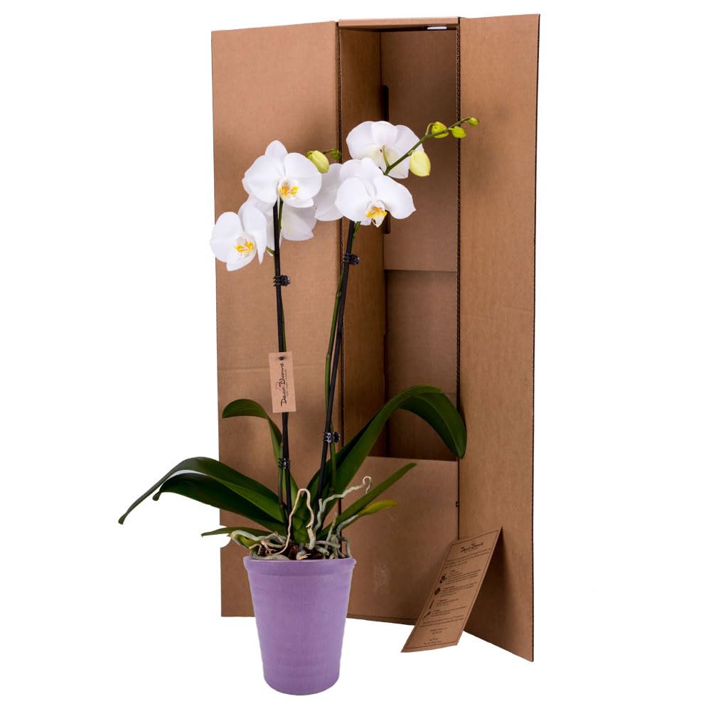 DecoBlooms Premium White 5” Orchid Live Indoor Plant (Modern Pot Included) – Grown in the USA - Fresh Flowering Home Decor Delivery for Birthday, Anniversary, Sympathy, Wedding, Mother's Day