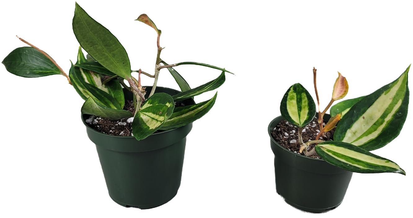 Hoya Pot of Gold - Inner Variegated Hoya Latifolia FKA Macrophylla Inner Variegated - Available in 3.5", 4.5" Pot & 6" Pot - Hoya Plants Live Houseplants (1 Small Plant, 3.5" Pot)