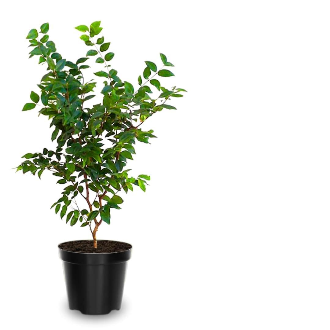 Rare Airlayered Black Jaboticaba Tree Live Plant for Planting, 3 Gallon 1-2 Feet Brazilian Grapetree Black Jabuticaba Tree Plant, Live