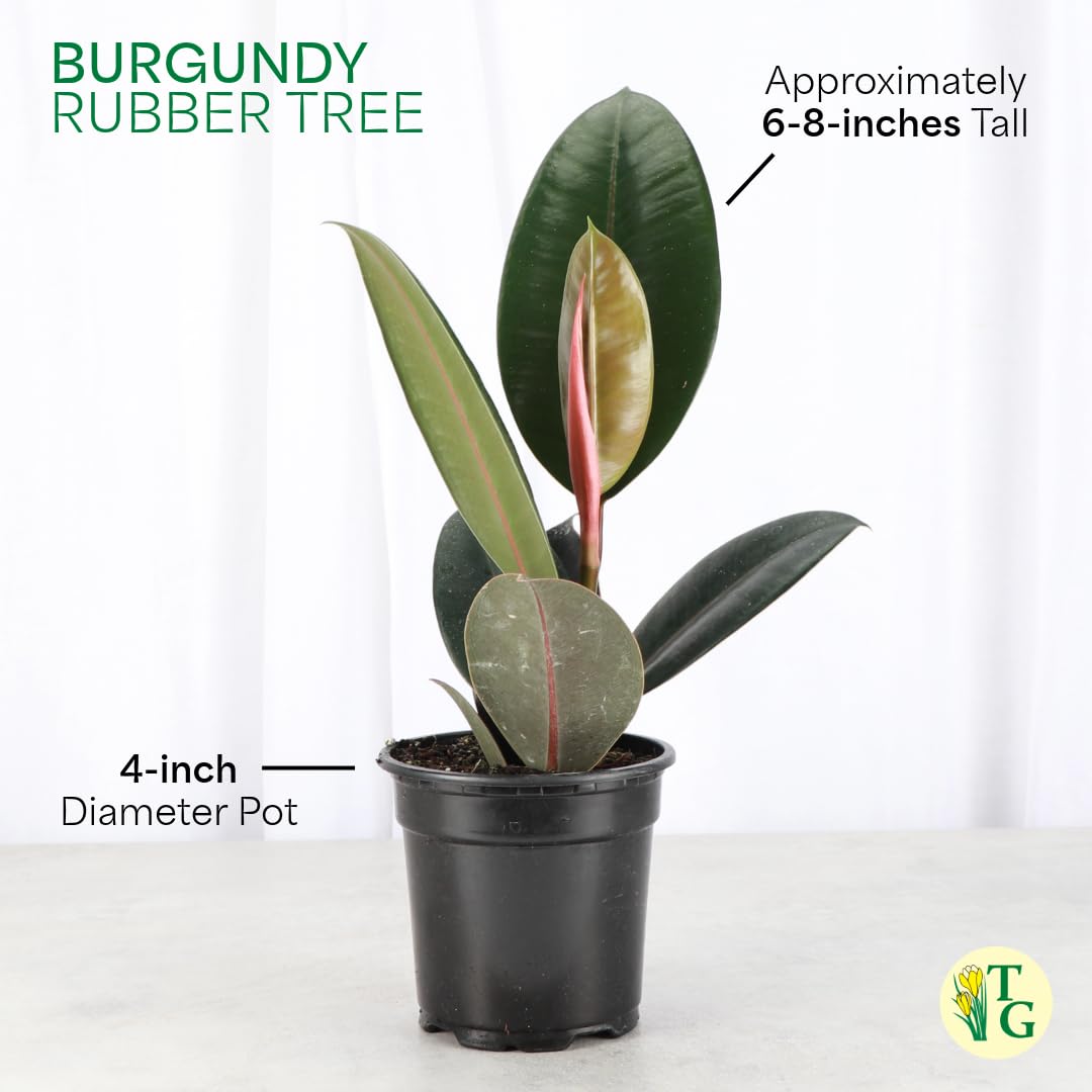 Thorsen's Greenhouse Ficus elastica, Live Indoor Plant, Rare Variety, Natural Air Purifier, Burgundy Rubber Plant, 4-Inch Diameter Pot (Copper)