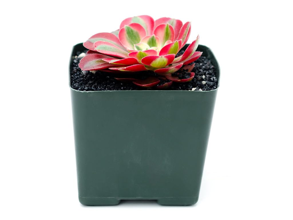 Grow Margo Aeonium Pink Witch Live Succulent (4" Plant Pot), Succulents Plants Live, Succulent Plants Fully Rooted, Rare House Plant for Home Office Decoration, DIY Projects, Party Favor Gift