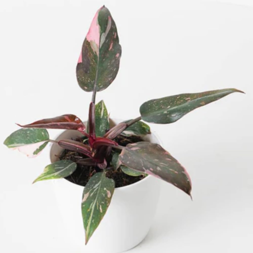 2 Pink Philodendron Plants Live, Variegated Indoor Houseplant, 5-8 Inch Tall Tropical Foliage, Rare Philodendron