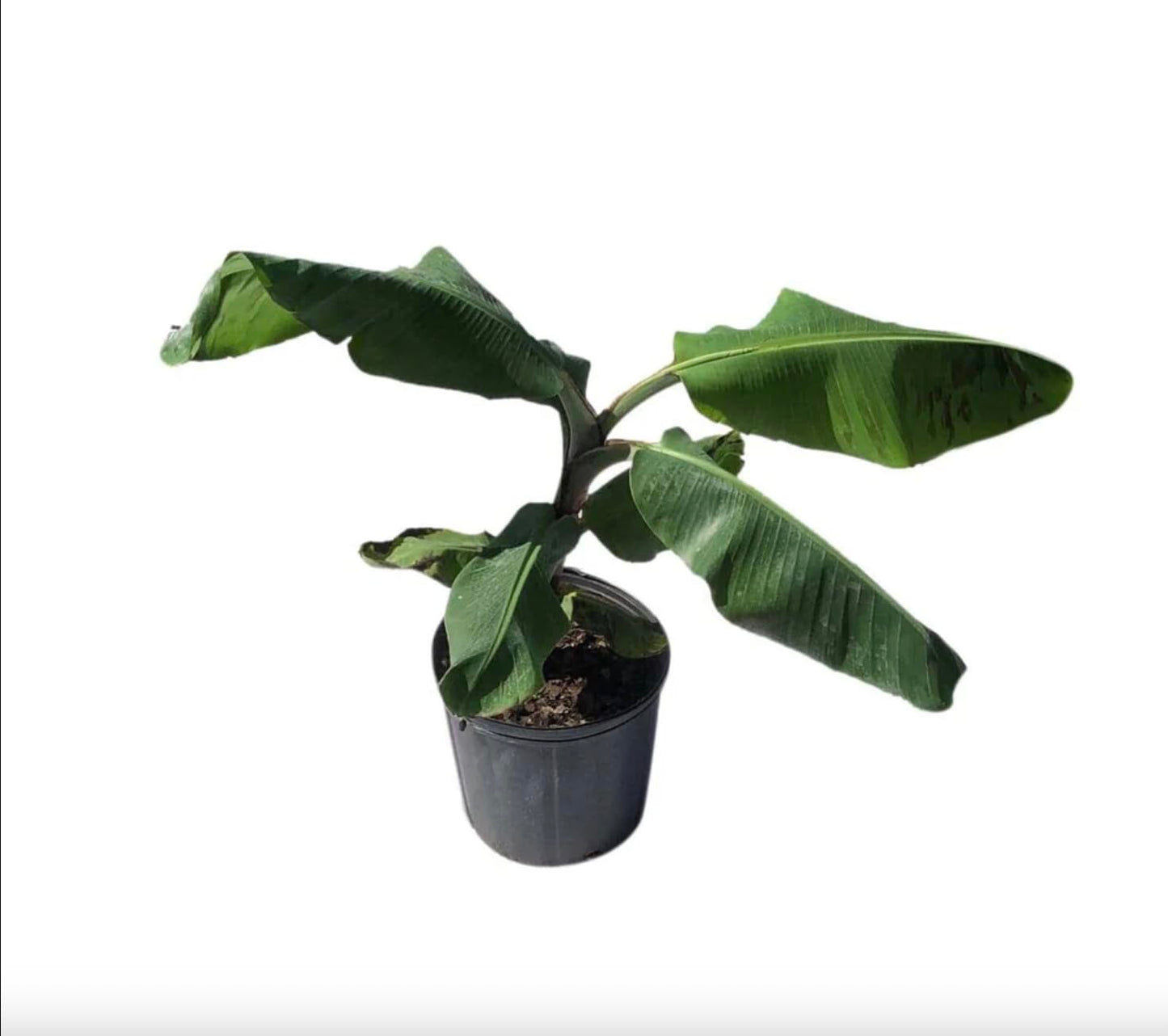Mona Lisa Banana Plant Rare Musa FHIA-02 – Live Plant, 5-9 Inches Tall – Fast-Growing, Rare Dessert Banana Variety