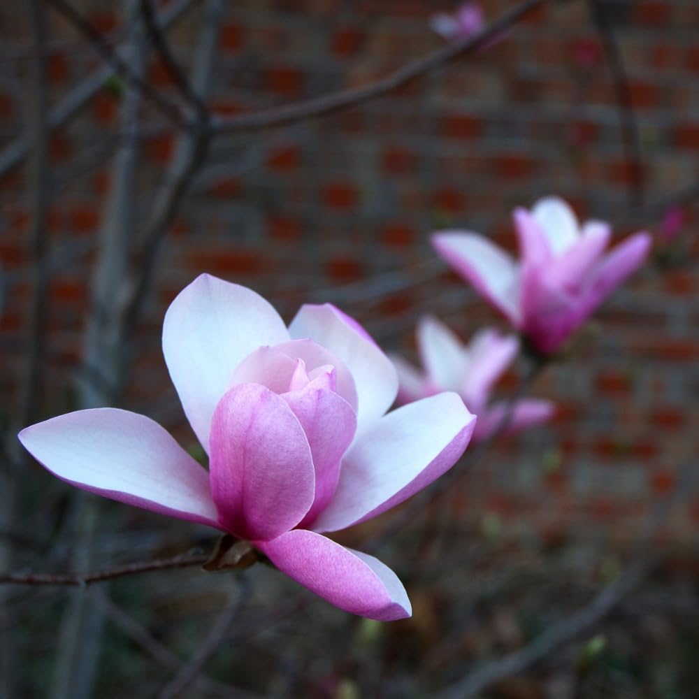 Jane Magnolia Tree Live Plant, 2-3' Tall in 3 Gallon Pot, Hardy Fragrant Flowering Magnolia Plants for Outdoor Gardening, No Ship to CA